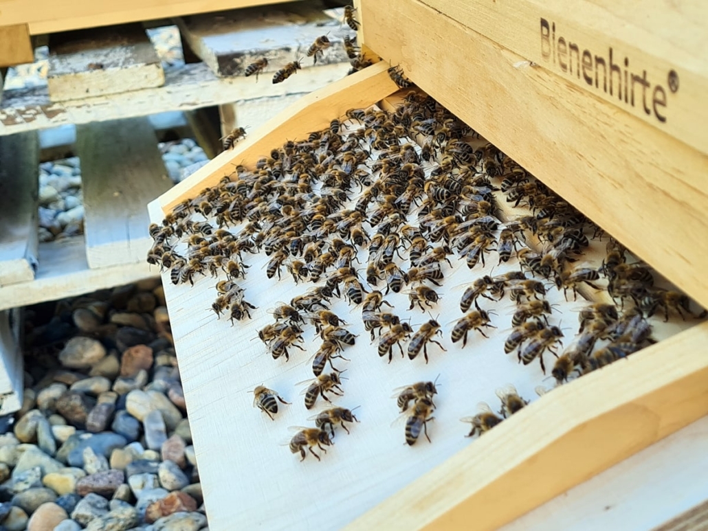 projekt-bienen-01-min-1030x773
